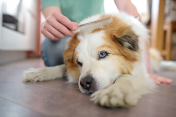 A careful owner young man is combing fur of big dog on floor at home
