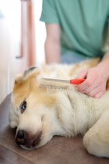 A careful owner young man is combing fur of big dog on floor at home. Vertical banner