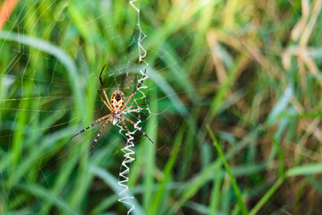Spiders making webs in the grass
