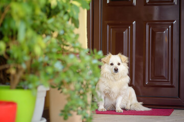 Cute dog sitting on carpet near the door of his house