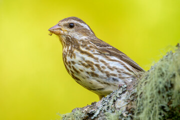 Close-up of female Purple Finch bird perched on tree branch