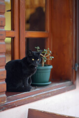 Large wild black cat sitting on the street of the Old Bar Town in Montenegro.