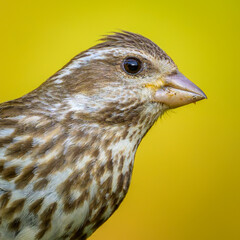 Extreme close-up of female Purple Finch bird 