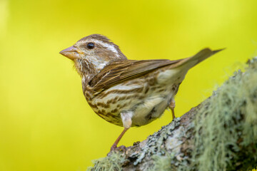 Close-up of female Purple Finch bird perched on tree branch