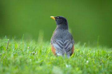 Fototapeta premium American Robin bird standing on ground in short green grass
