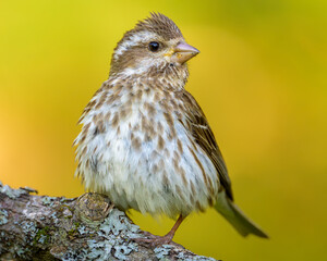 Close-up of female Purple Finch bird perched on tree branch