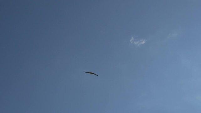 Bird Sky Flying Daytime Soaring bird flies in open blue sky during day for freedom