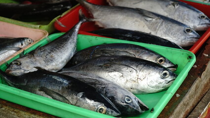 Skipjack tuna in the market