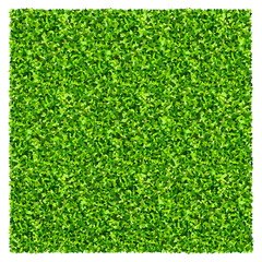 Green grass field background. Texture of green lawn grass. Green grass seamless texture.