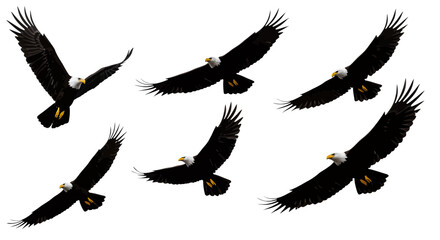 Six Bald Eagles Soaring with Wings Spread Against Transparent Background