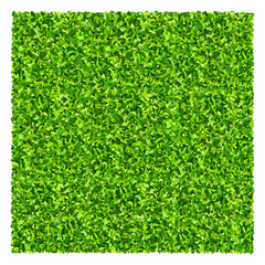 Green grass field background. Texture of green lawn grass. Green grass seamless texture.