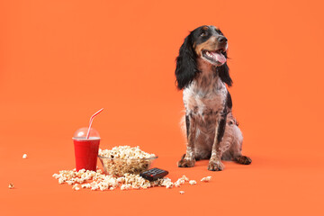 Cute cocker spaniel dog with bowl of popcorn, soda and TV remote sitting on orange background