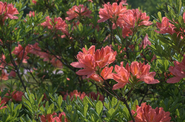 Salmon color Japanese azalea in bloom