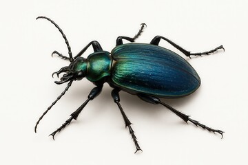 Fototapeta premium Calosoma sycophanta beetle showcasing vibrant blue and green iridescence on white background