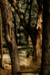 Summer forest landscape. Green leaves on trees in a national park. Orange and green shades for a calm mood. Windless sunny weather.  Lawn with wildflowers. Journey to the forest. Large crowns of trees