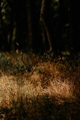 Summer forest landscape. Green leaves on trees in a national park. Orange and green shades for a calm mood. Windless sunny weather.  Lawn with wildflowers. Journey to the forest. Large crowns of trees