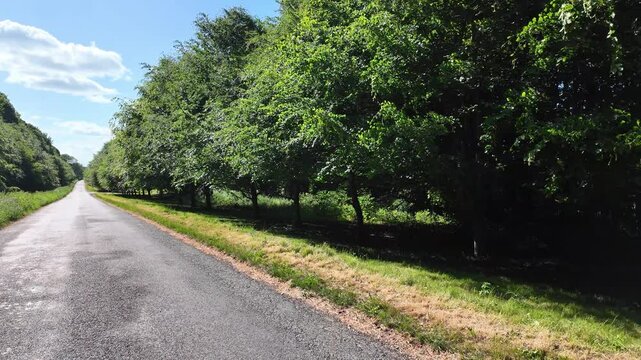 Micheldever Hampshire England UK. 23.05.2025. Video. Country Lane flanked with Beech trees planted by school children to mark the Millennium comemoration.