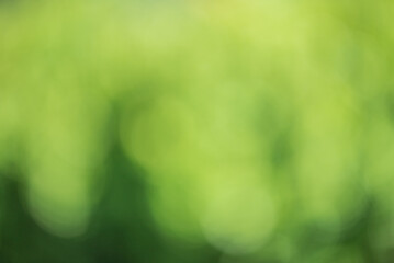 Abstract defocused green background. Blurred bokeh of light and dark green.