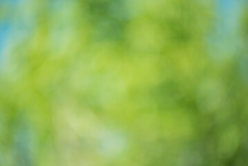 Abstract defocused background, blurred greenery. Blurred bokeh green color.