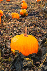 Pumpkin patch field. Halloween pumpkins closeup on a farm. Organic vegetable farming in Autumn during Thanksgiving time. Harvest season