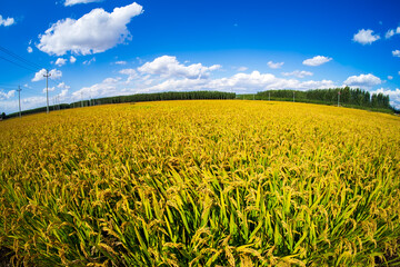 The rice fields are under the blue sky and white clouds