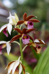 Close up of pink orchid