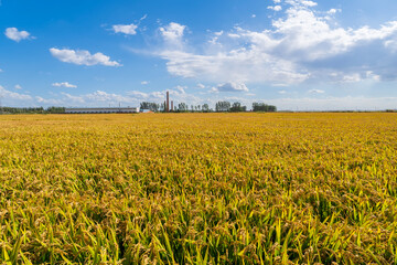 The rice fields are under the blue sky and white clouds