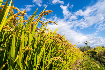 The rice fields are under the blue sky and white clouds