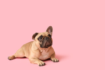 Obraz premium Cute French bulldog on pink background