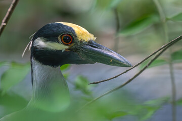 Portrait of a yellow-crowned night heron.
