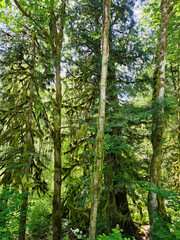 Pacific Northwest forest landscape filled with tall trees draped in moss