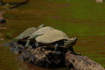 Obraz premium Tortugas acuáticas (Podocnemis unifilis) posadas en troncos en el río Yacuma, en la Amazonía boliviana