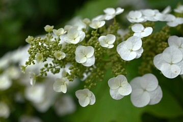 Oakleaf hydrangea ( Hydrangea quercifolia ) flowers.
Hydrangeaceae drciduous shrub. White flowers...