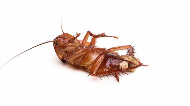 A dying cockroach with its belly burst open and rotating on a white background closeup