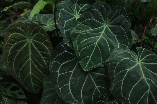 anthurium splendid Anthurium Splendid Dress  Ecuagenera Orqudeas del Ecuador