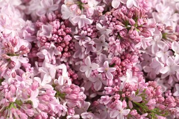 Many beautiful lilac flowers as background, above view