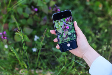 Woman using plant recognition application on smartphone outdoors, closeup