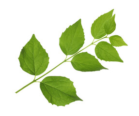 Branch with green leaves isolated on white