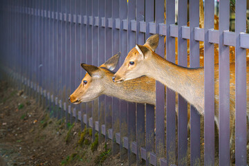 Nara, Japan - Sep 26 2024, Close-up view of two deer sticking out from behind a fence and...