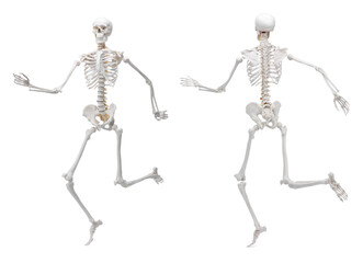 Artificial human skeleton model isolated on white, set. Front and back view