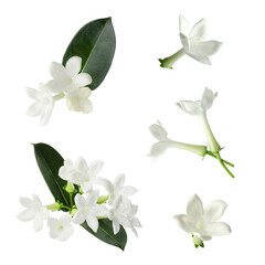 Beautiful small jasmine flowers and green leaves isolated on white, set