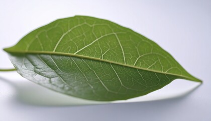 Obraz premium Extreme Macro View of Green Leaf Veins under Sunlight Showcasing Intricate Surface Detail, Natural Patterns, Detailed Texture and Fresh Green Color Against a Bright Studio Background
