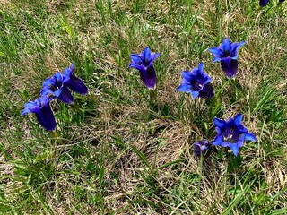 Blauer Enzian - Blume in den Bergen