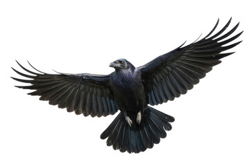 Majestic Raven Flying