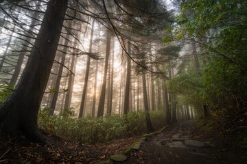 Foggy forest path surrounded by tall trees and dense green bushes with soft sunlight filtering through the mist creating a peaceful atmosphere