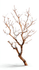 Fototapeta premium Exploring Abstract Artistry: Minimalist Winter Tree for Seasonal Outdoor Decor with Organic Twists