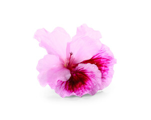 Beautiful purple edible flower on white background