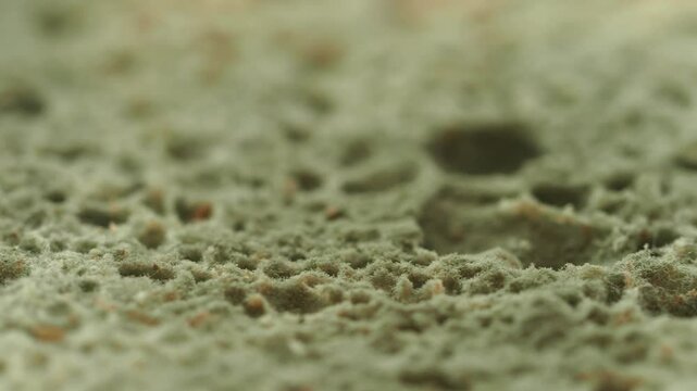 Close look at bread mold growth in a warm environment