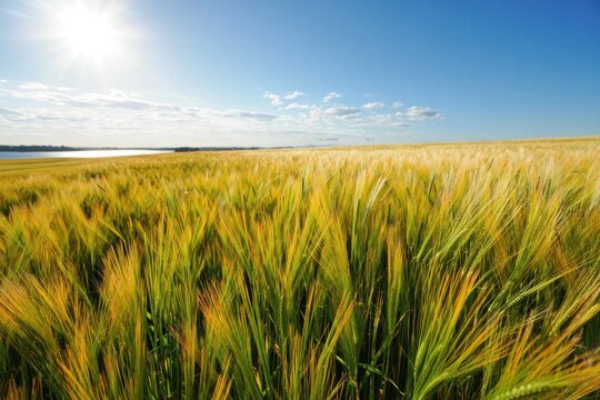Golden wheat field under bright sunlight with a clear blue sky and scattered white clouds, evoking a peaceful and abundant rural landscape