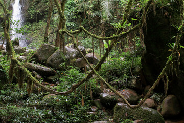 Tropical rain forest in Thailand. Adventure and travel concept. Nature background. Ecosystem ecology healthy environment.